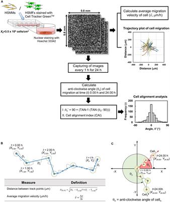 Effect of Co-culturing Fibroblasts in Human Skeletal Muscle Cell Sheet on Angiogenic Cytokine Balance and Angiogenesis